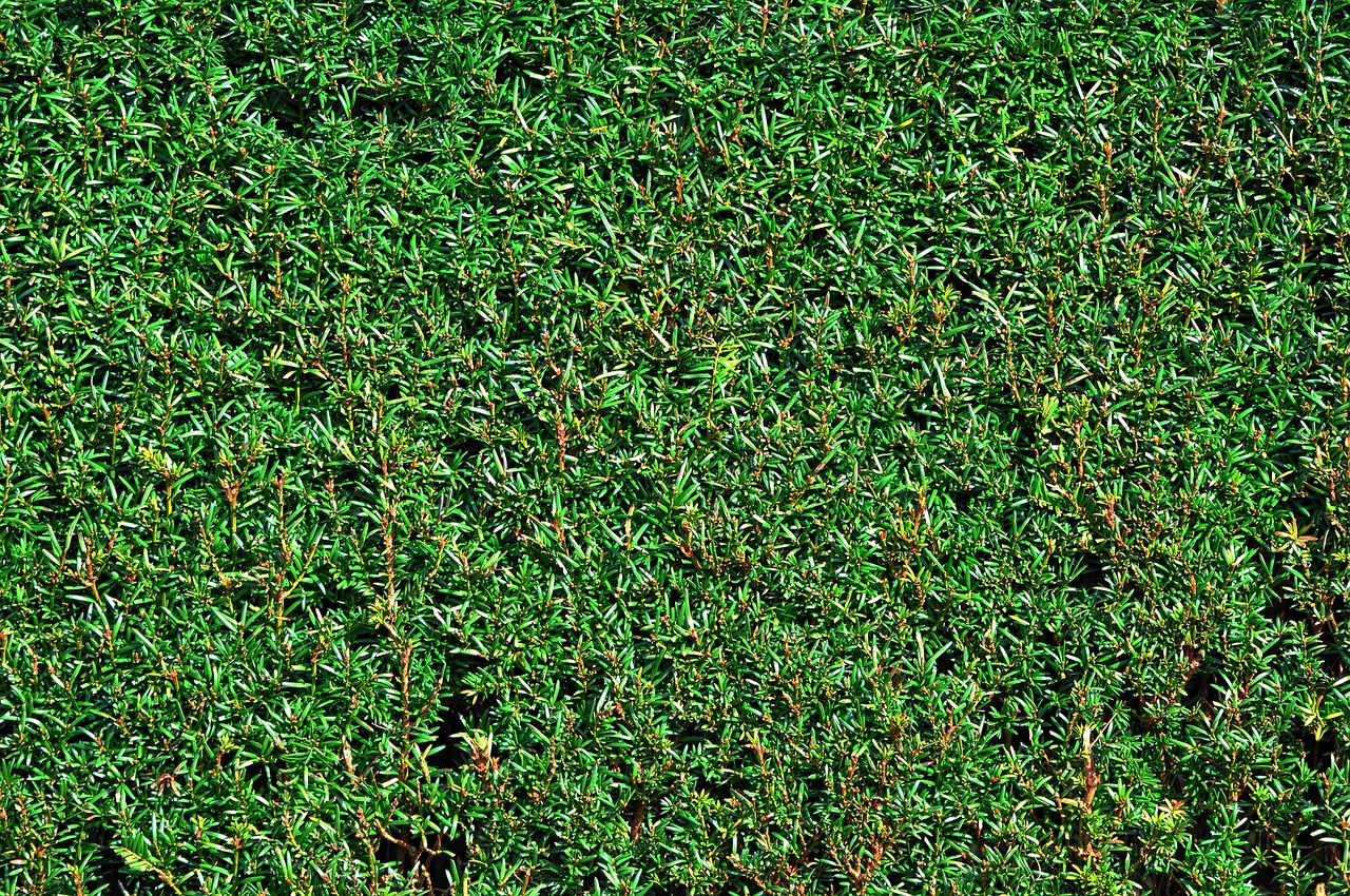 d&eacute;couvrez notre s&eacute;lection de haies d'intimit&eacute; &agrave; croissance rapide pour prot&eacute;ger votre jardin et cr&eacute;er un espace convivial en un rien de temps.