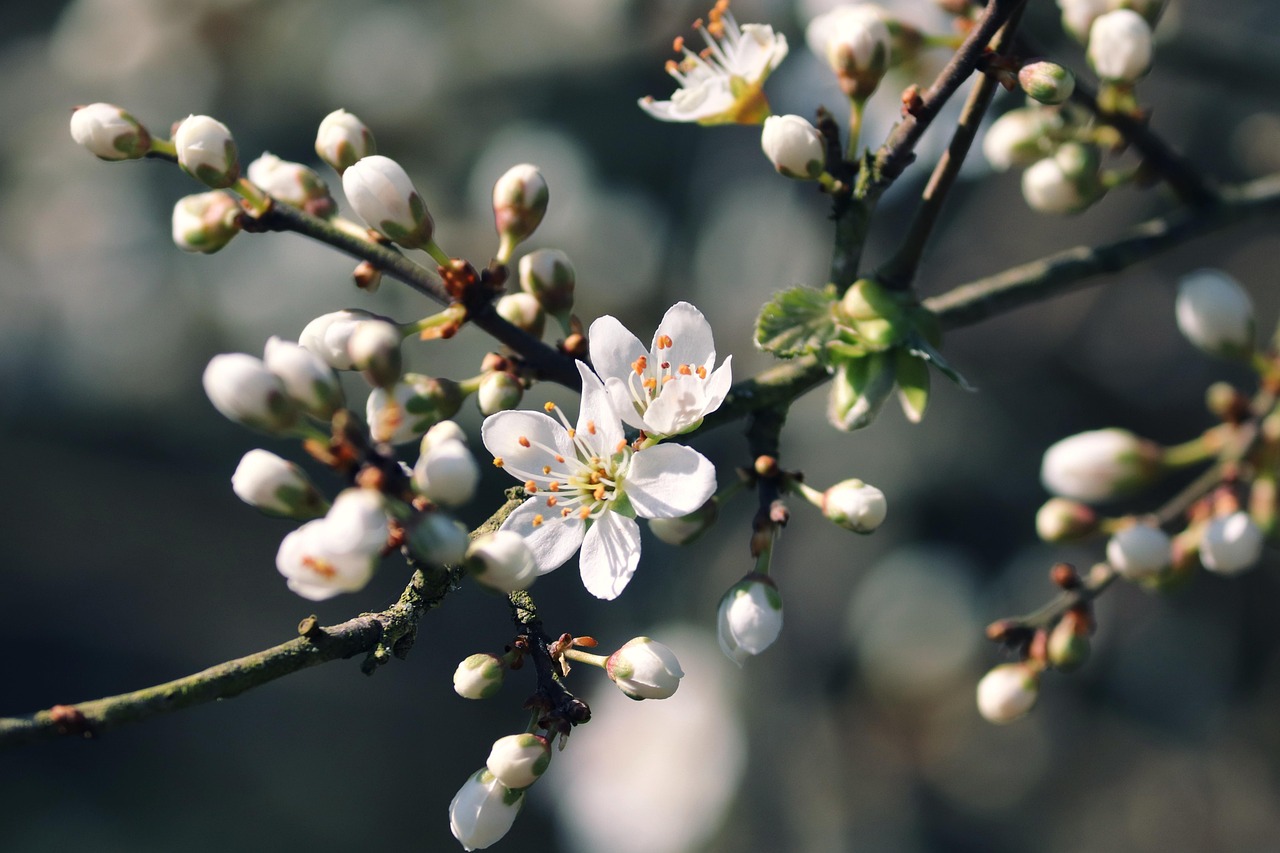 Quels végétaux planter pour créer une haie occultante rapidement ? découvrez des plantes de haies d'intimité à croissance rapide pour créer rapidement un écran naturel et protéger votre jardin avec style.