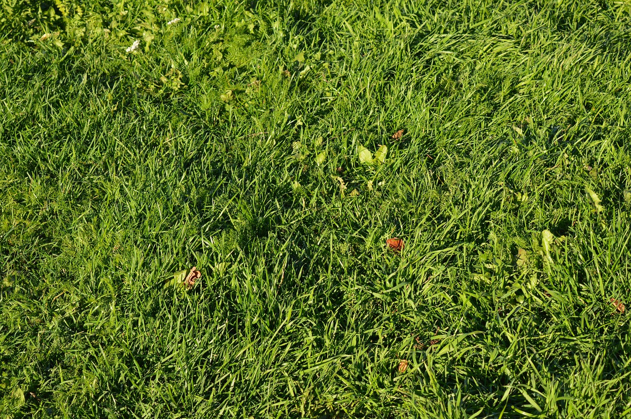 Pourquoi votre pelouse jaunit-elle en été et comment la sauver naturellement ?